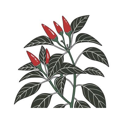 Stunning Ornamental Peppers on a White Canvas