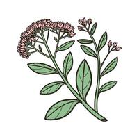 Elegant Orpine Foliage on a White Background vector
