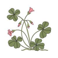 Charming Oxalis Tetraphylla Leaves on White vector