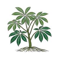 Lush Pachira Aquatica Displayed on Bright White vector