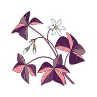 Elegant Oxalis Triangularis on Clean White Surface vector