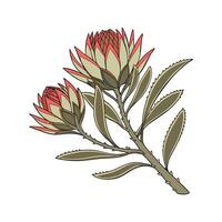 Elegant Panda Plant Kalanchoe on Bright White Background vector