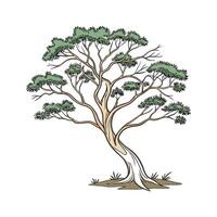 Lush Paperbark Tree Displayed on White vector