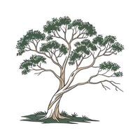 Beautiful Paperbark Tree on Bright White Canvas vector