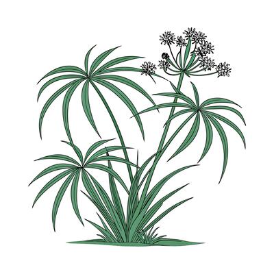 Stunning Cyperus Papyrus on Bright White Background