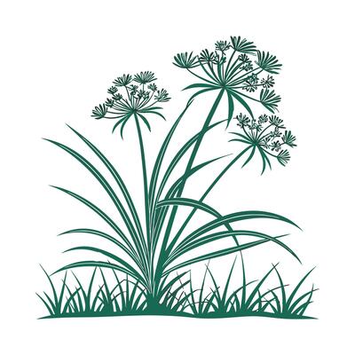 Vibrant Cyperus Papyrus Displayed on White Surface