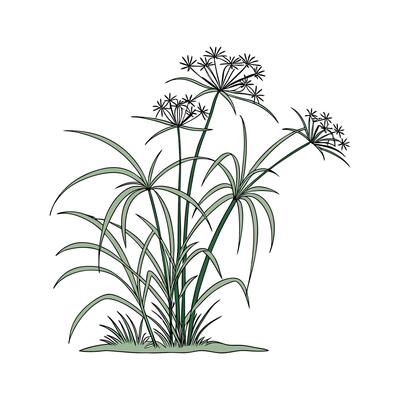 Elegant Cyperus Papyrus on Clean White Background