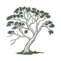 Stunning Paperbark Tree on Bright White Background vector