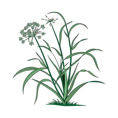 Lush Cyperus Papyrus on Bright White Canvas