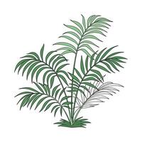 Elegant Chamaedorea Displayed on White Background vector