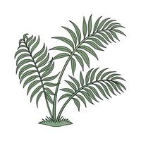Elegant Chamaedorea on Bright White Background vector