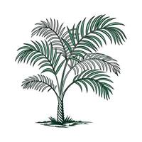 Bright Parlor Palm on White Background vector