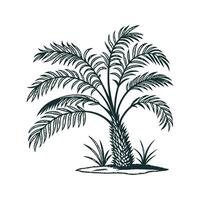 Gorgeous Parlor Palm on Bright White Background vector