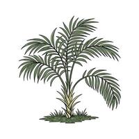 Charming Parlor Palm on Bright White Canvas vector