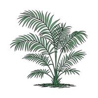 Charming Parlor Palm Displayed on Bright White vector