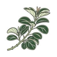 Stunning Peperomia Obtusifolia on Bright White Background vector