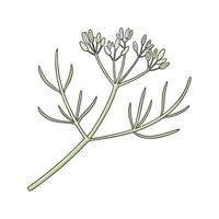 Vibrant Euphorbia Tirucalli on Clean White Background vector