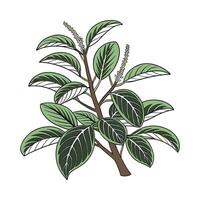 Charming Peperomia on Bright White Canvas vector