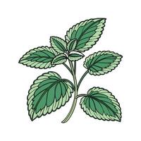 Stunning Peperomia Displayed on Bright White vector