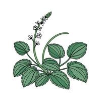 Vibrant Peperomia Displayed on Clean White Background vector