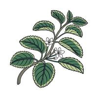 Elegant Peperomia on Clean White Canvas vector