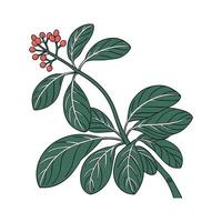 Vibrant Peperomia on Bright White Surface vector