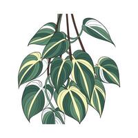 Beautiful Philodendron Brasil on Bright White Background vector