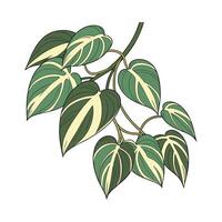 Charming Philodendron Brasil Displayed on Clean White vector