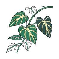 Elegant Philodendron Brasil on Clean White Background vector