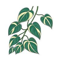 Elegant Philodendron Brazil Displayed on Clean White vector