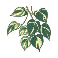 Charming Philodendron Brazil on Clean White Background vector