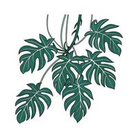 Elegant Philodendron Minima on Bright White Surface vector