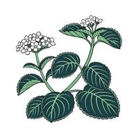 Gorgeous Peperomia on Clean White Canvas vector