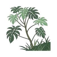 Gorgeous Philodendron Displayed on Clean White Canvas vector