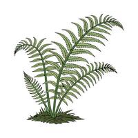 Vibrant Phlebodium Displayed on Bright White vector