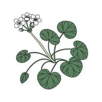 Charming Pilea Peperomioides Displayed on Bright White vector