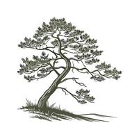 Elegant Pine Tree on Clean White Surface vector