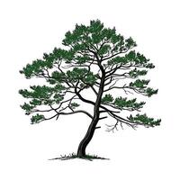 Vibrant Pine Tree Displayed on Bright White vector