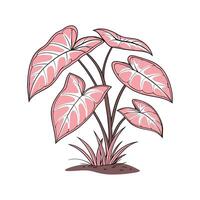 Beautiful Pink Syngonium on Clean White Background vector