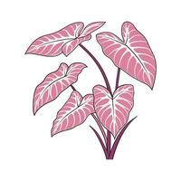 Vibrant Pink Syngonium on Bright White Surface vector