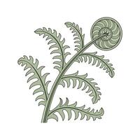 Stunning Platycerium Plant on Clean White Background vector