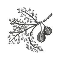 Elegant Platycerium on Clean White Surface vector