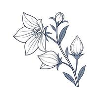 Elegant Platycodon on Clean White Surface vector