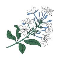 Gorgeous Plumbago Auriculata on Clean White Background vector
