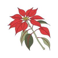 Vibrant Poinsettia on Clean White Background vector