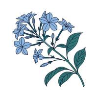 Elegant Plumbago Auriculata on Clean White Surface vector