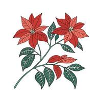 Beautiful Poinsettia on Clean White Background vector