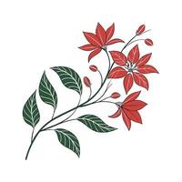 Vibrant Poinsettia Displayed on Bright White vector