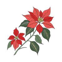 Charming Poinsettia Displayed on Bright White vector