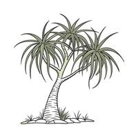 Charming Ponytail Palm Beaucarnea Recurvata Illustration vector